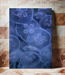 Πίνακας, Calm Jellyfish Cluster Ήρεμη συστάδα μέδουσας