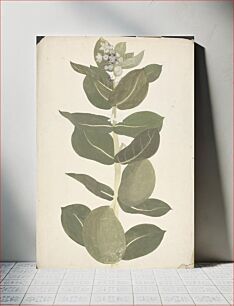 Πίνακας, Calotropis procera (Ait.) Ait. f. (Apple of Sodom, Auricular Tree): finished drawing of flowering and fruiting plant