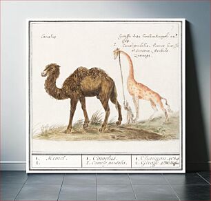 Πίνακας, Camel, Camelus ferus bactrianus and Giraffe, Giraffa (1596–1610) by Anselmus Boëtius de Boodt