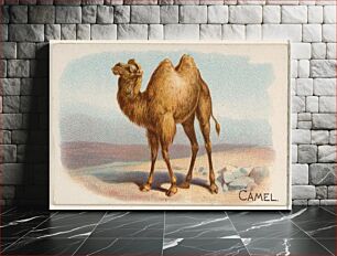 Πίνακας, Camel, from the Quadrupeds series N21 for Allen & Ginter Cigarettes (1890) by Allen & Ginter