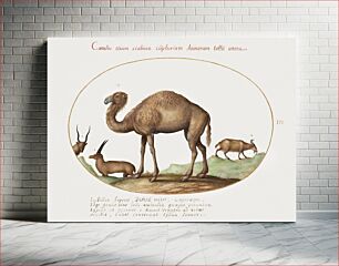 Πίνακας, Camel, Ibex, and Goat (1575–1580) by Joris Hoefnagel