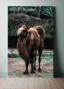 Πίνακας, Camel in Natural Habitat Καμήλα σε φυσικό βιότοπο