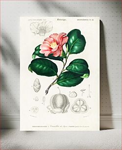 Πίνακας, Camellia japonica (Camélia du Japon) illustrated by Charles Dessalines D' Orbigny (1806-1876)