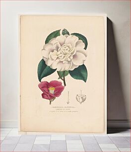 Πίνακας, Camellia japonica. Camellie du japon