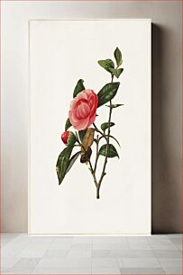 Πίνακας, Camellia