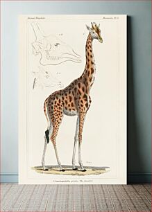 Πίνακας, Camelopardis Giraffe - The Giraffe (1837) by Georges Cuvier (1769-1832), an illustration of a beautiful giraffe and sketches of its skull. Digitally e
