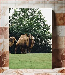 Πίνακας, Camels in a Green Pasture Καμήλες σε ένα πράσινο λιβάδι