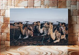 Πίνακας, Camels Resting in the Desert Καμήλες που ξεκουράζονται στην έρημο