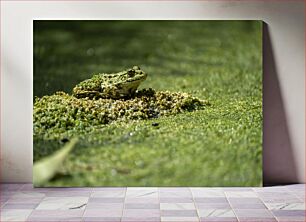 Πίνακας, Camouflaged Frog in a Green Habitat Καμουφλαρισμένος βάτραχος σε ένα πράσινο βιότοπο