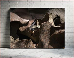 Πίνακας, Camouflaged Frog in Leaves Καμουφλαρισμένος βάτραχος στα φύλλα