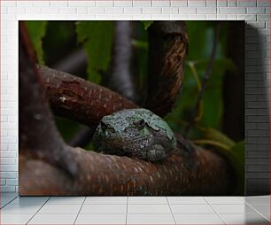 Πίνακας, Camouflaged Frog on a Tree Branch Καμουφλαρισμένος βάτραχος σε ένα κλαδί δέντρου