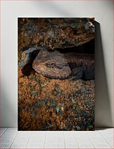 Πίνακας, Camouflaged Lizard in its Habitat Καμουφλαρισμένη σαύρα στον βιότοπό της