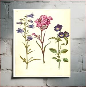 Πίνακας, Campanula rotundifolia (little bell);Silene viscaria (common tar clove);Viola tricolor (common pansy) by Maria Sibylla Merian