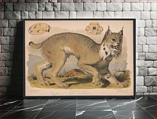 Πίνακας, Canada lynx - Lynx Canadensis (1874) by L. Prang & Co