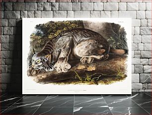 Πίνακας, Canada Lynx (Lynx Canadensis) from the viviparous quadrupeds of North America (1845) illustrated by John Woodhouse Audubon (1812-1862)