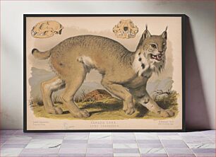 Πίνακας, Canada lynx - Lynx Canadensis