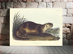 Πίνακας, Canada Otter--Male, John T. Bowen