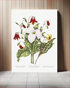 Πίνακας, Canadian Wild Flowers (1869) Plate III: 1. Erythronium Americanum (Yellow Adders Tongue) 2. Trillium Grandiflorum (Large White Trillium) and 3. Aquilegia Canadensis (Wild Columbine) by