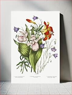 Πίνακας, Canadian Wild Flowers (1869) Plate V: 1. Lilium Philadelphicum (Wild Orange Red Lily) 2. Campanula Rotundifolia (Harebell) and 3. Cypripedium Spectabile (Showy Ladys Slipper) by