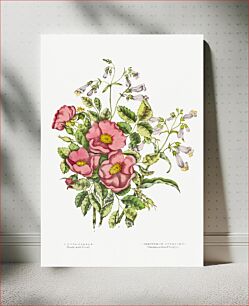 Πίνακας, Canadian Wild Flowers (1869) Plate VII: 1. Rosa Blanda (Early Wild Rose) and 2. Pentstemon Pubescens (Penstemon Beard Tongue) by Agnes Fitz Gibbon