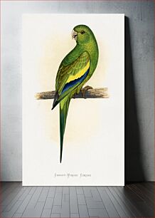 Πίνακας, Canary-Winged Conure ( Brotogeris versicolurus) colored wood-engraved plate by Alexander Francis Lydon