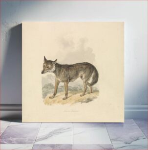 Πίνακας, Canis Lupus, or Gray Wolf