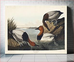 Πίνακας, Canvas backed Duck from Birds of America (1827) by John James Audubon, etched by William Home Lizars