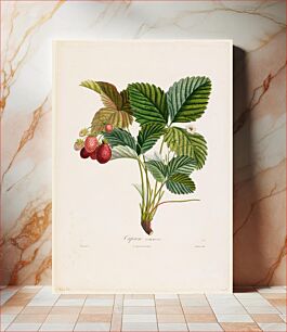 Πίνακας, Capron commun. (Strawberries), from Traite des Arbres Fruitiers (1807–1835) by P. Jean Turpin