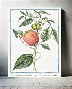Πίνακας, Capsicum fructu, subrotundo, ventricoso dulci in summitate tetragono. Peperoni di Spagna grandi, e dolci. Poivre d'Inde ou de Guinée (ca. 1772 –1793) by