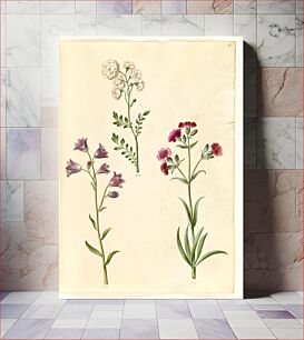 Πίνακας, Cardamine pratensis (cress);Campanula rotundifolia (?) (little bell);Silene vulgaris (?) (bladder moth) by Maria Sibylla Merian