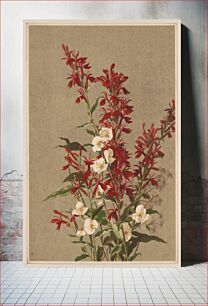 Πίνακας, Cardinal flower / E.T.F. ; after Mrs. E.T. Fisher