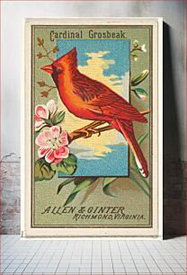 Πίνακας, Cardinal Grosbeak, from the Birds of America series (N4) for Allen & Ginter Cigarettes Brands