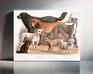 Πίνακας, Carnivora (1874), flesh-eating animals, family-dogs