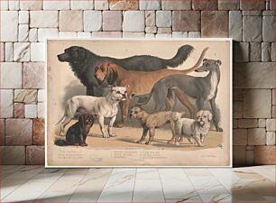 Πίνακας, Carnivora, or flesh-eating animals. Family-dogs
