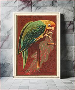 Πίνακας, Carolina Parrot, from the Birds of America series (N4) for Allen & Ginter Cigarettes Brands