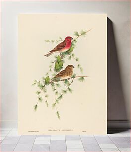 Πίνακας, Carpodacus erythrinus (Common Rose Finch) by John Gould (1804–1881) and Henry Constantine Richter (1821-1902)