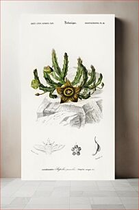 Πίνακας, Carrion-flower (Stapelia variegata) illustrated by Charles Dessalines D' Orbigny (1806-1876)