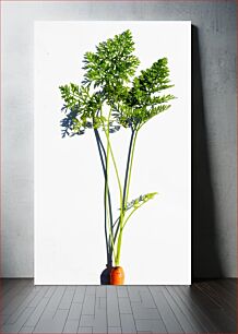 Πίνακας, Carrot Plant Καρότο φυτό