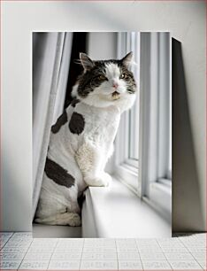 Πίνακας, Cat by the Window Γάτα δίπλα στο παράθυρο
