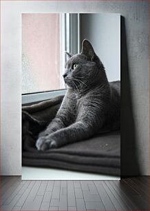 Πίνακας, Cat by Window Cat by Window