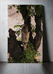 Πίνακας, Cat in a Tree Γάτα σε ένα δέντρο