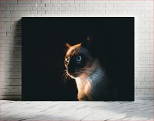 Πίνακας, Cat in the Shadows Γάτα στις σκιές