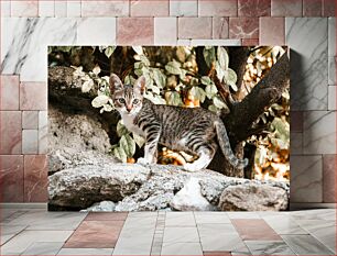 Πίνακας, Cat on a Rock Γάτα σε βράχο