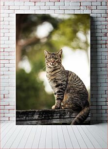 Πίνακας, Cat on Fence Γάτα στο φράχτη