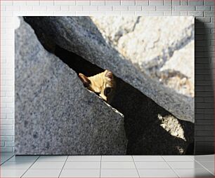 Πίνακας, Cat Peeking Through Rocks Γάτα που κρυφοκοιτάζει μέσα από βράχους