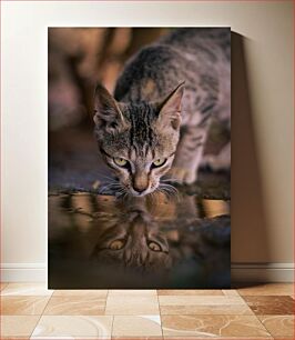 Πίνακας, Cat Reflecting Γάτα που αντανακλάται