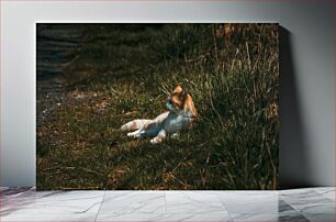 Πίνακας, Cat Relaxing in the Grass Γάτα που χαλαρώνει στο γρασίδι