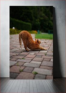 Πίνακας, Cat Stretching Outdoors Διατάσεις γάτας σε εξωτερικούς χώρους