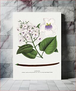 Πίνακας, Catalpa flower lithograph