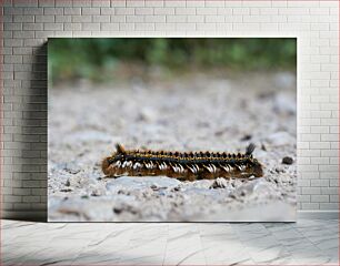 Πίνακας, Caterpillar on a Path Κάμπια σε μονοπάτι